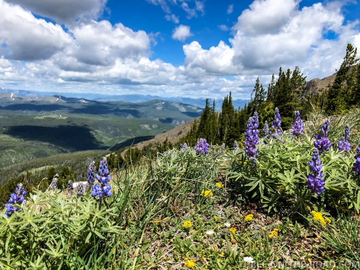 Yellowstone-HikeMtWashburn-6