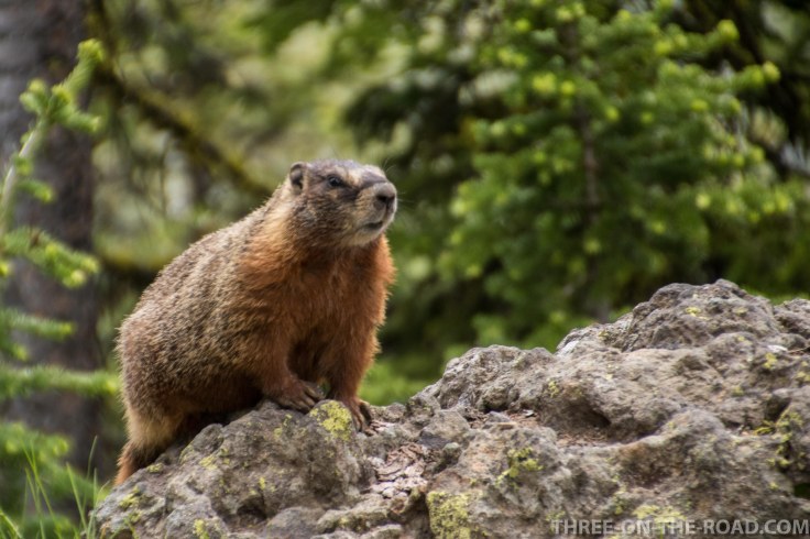 Yellowstone-Marmot-1