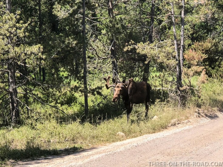 Yellowstone-Moose-1