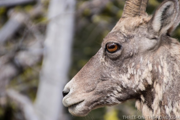 Yellowstone-Sheep-4