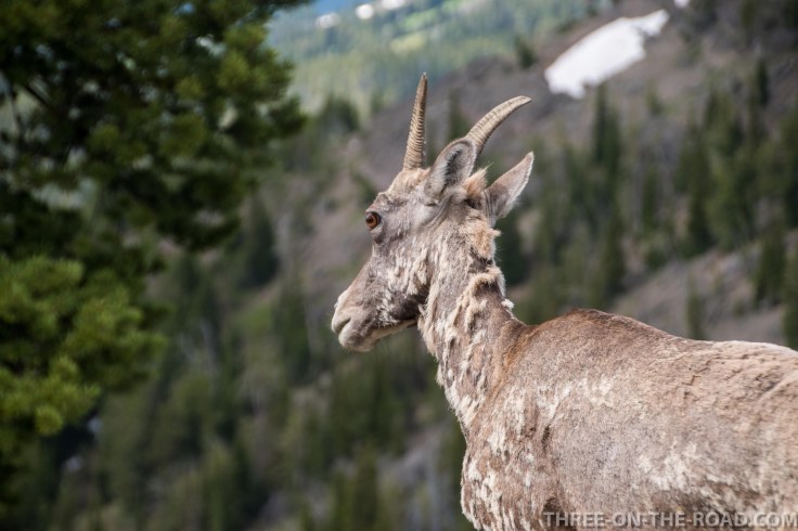 Yellowstone-Sheep-5