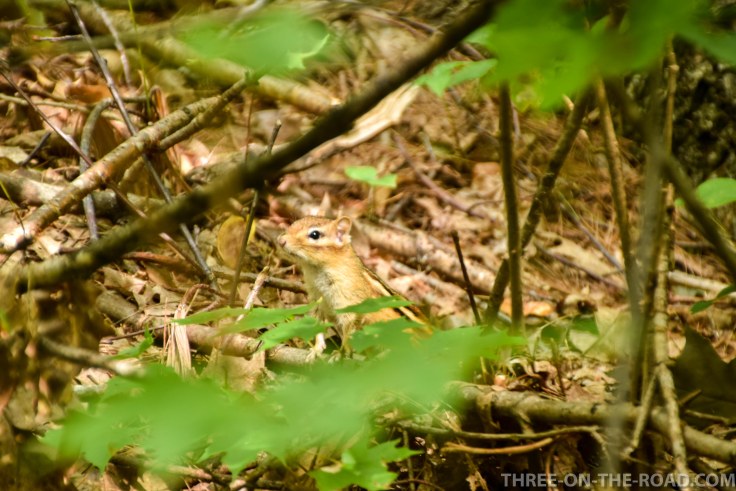 Rattlesnake Trail_Lake Squam
