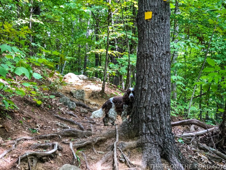 Rattlesnake Trail_Lake Squam
