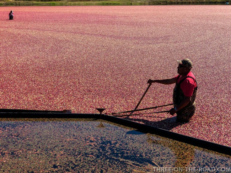 Cranberry Festival, Cape Cod