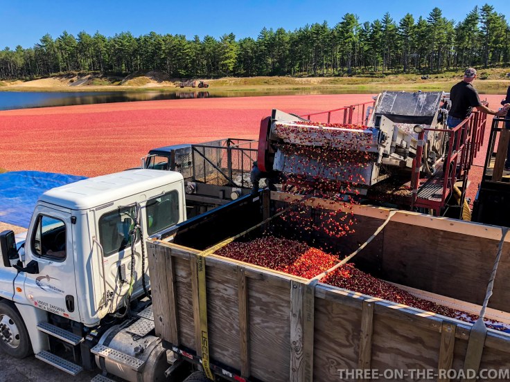 Cranberry Festival, Cape Cod