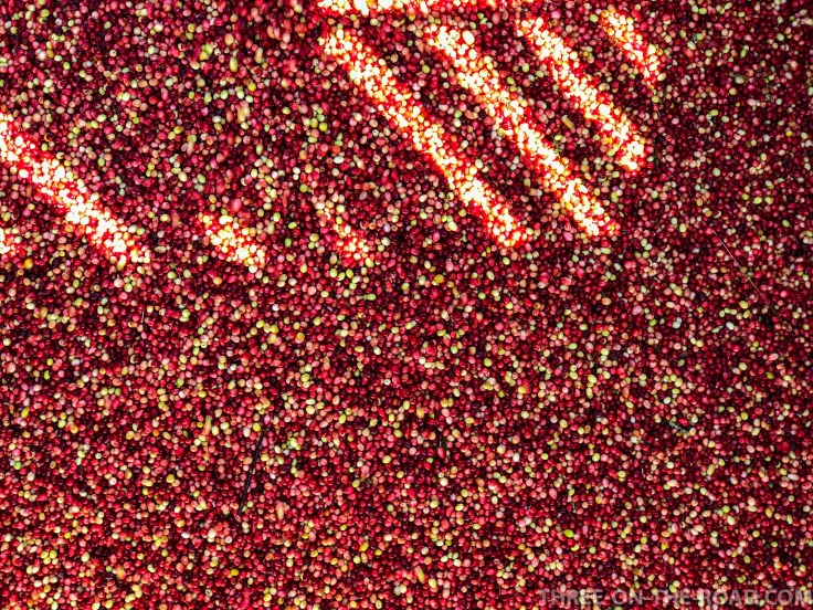 Cranberry Festival, Cape Cod