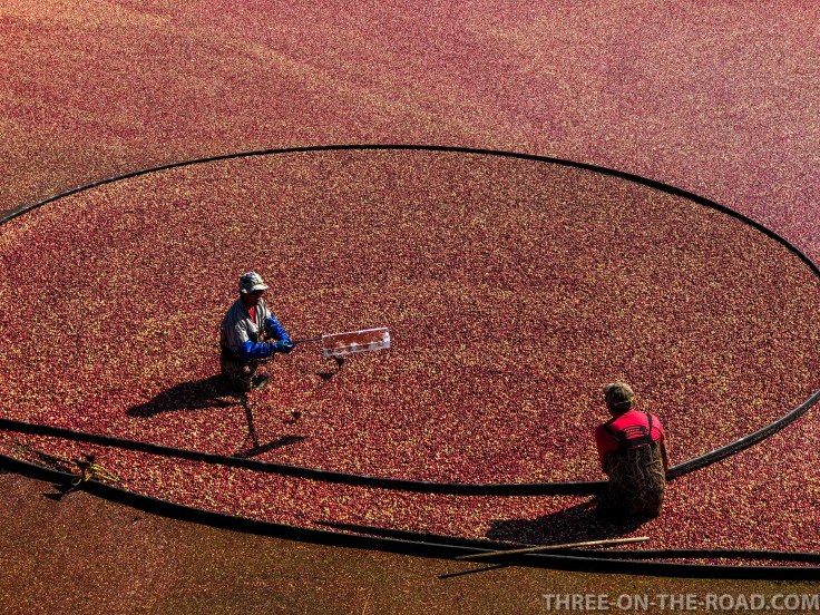 Cranberry Festival, Cape Cod