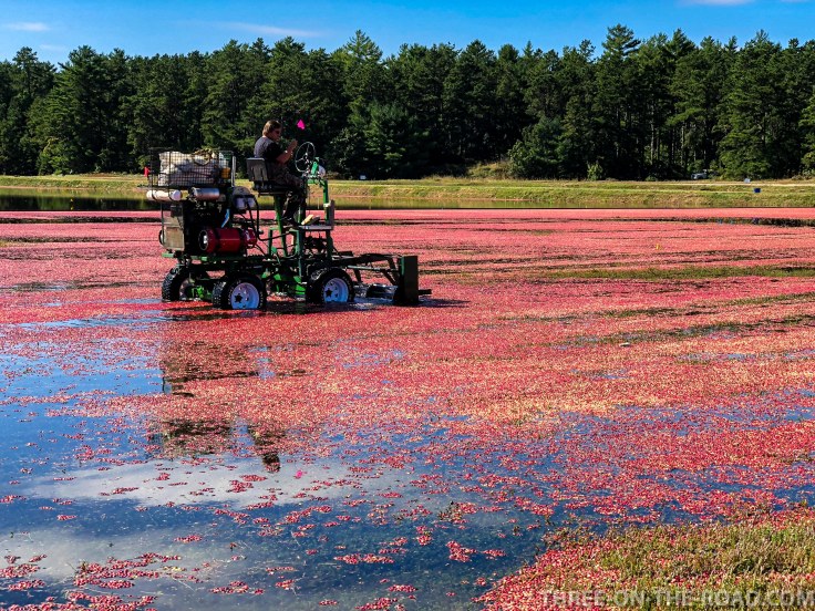 Cranberry Festival, Cape Cod