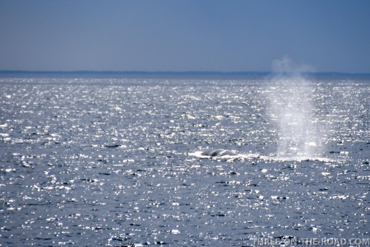 WhaleWatch-1
