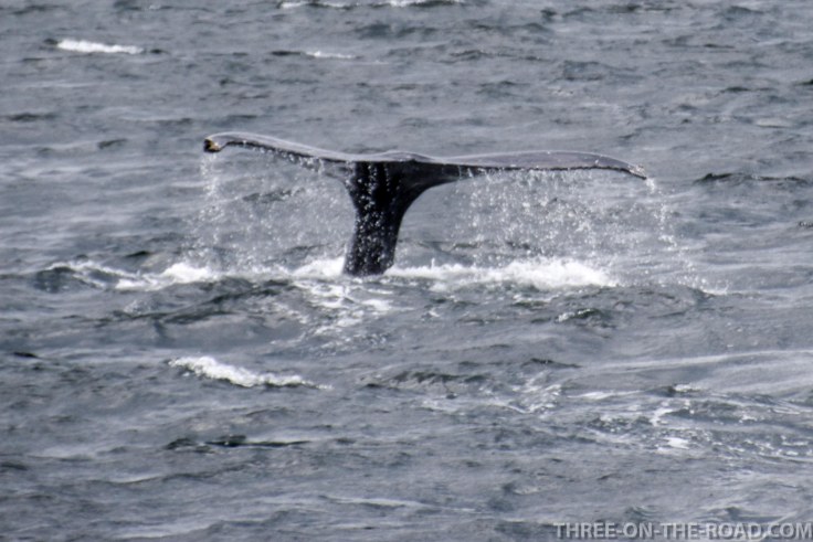 WhaleWatch-10