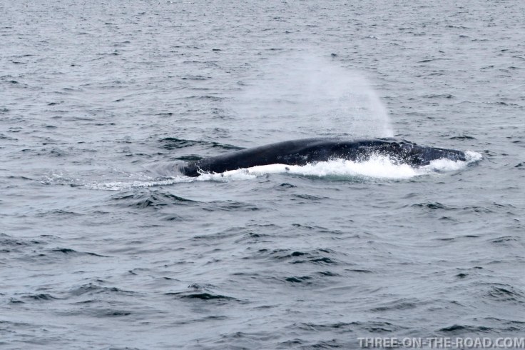 WhaleWatch-4