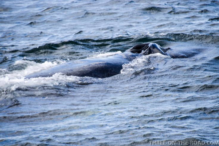 WhaleWatch-6