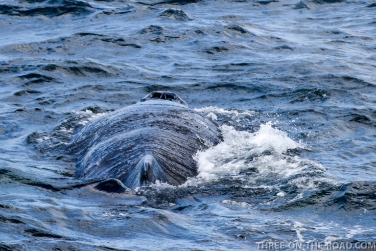 WhaleWatch-7