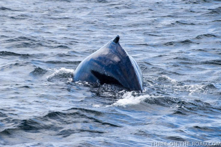 WhaleWatch-8