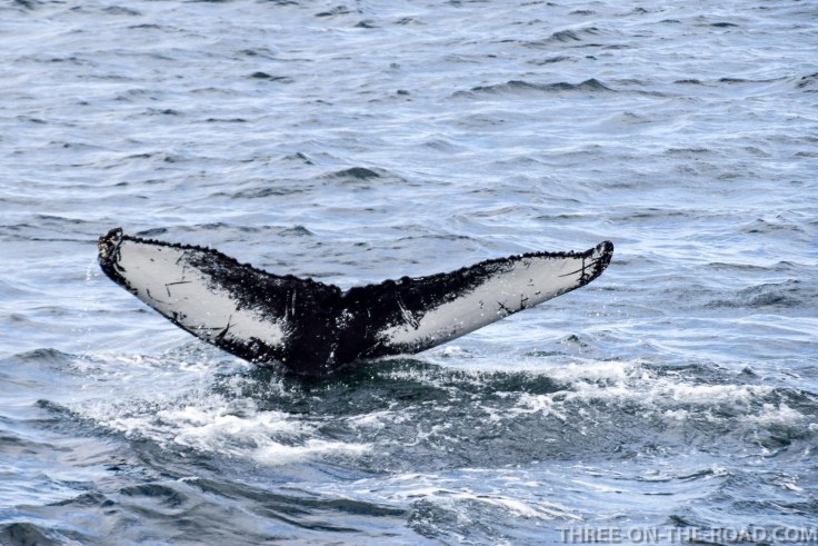 WhaleWatch-9