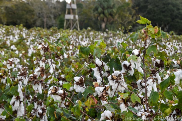 Charleston, Boone Hill Plantation