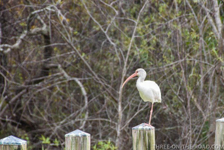 Charleston, Boone Hill Plantation