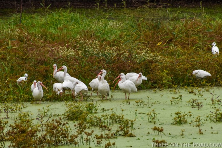 Charleston, Boone Hill Plantation