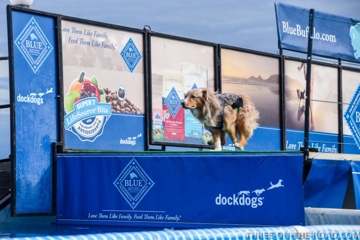 Dog Jump, Rehoboth, DE