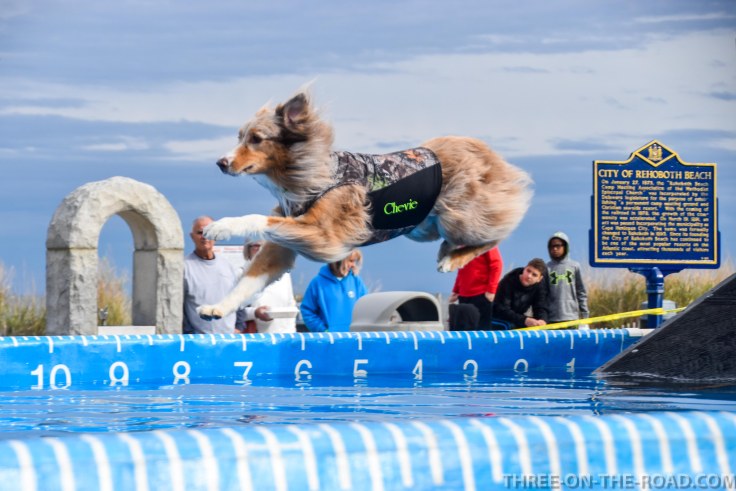 Dog Jump, Rehoboth, DE