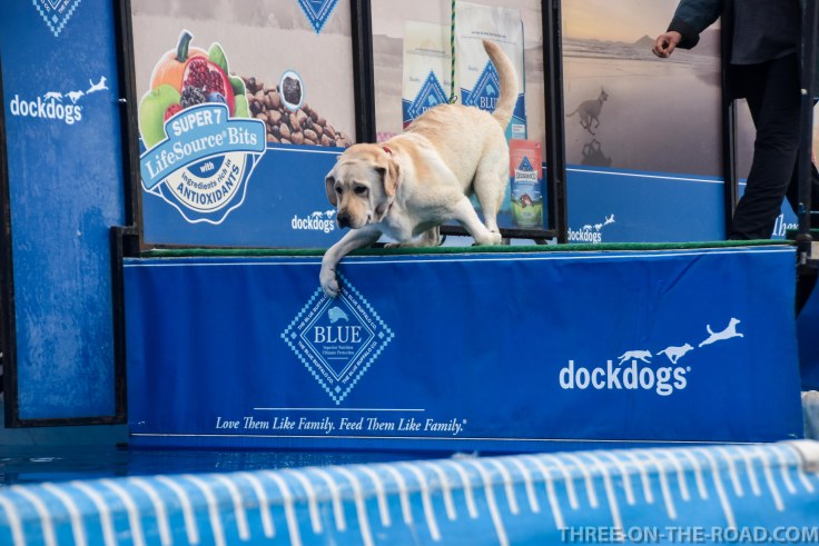 Dog Jump, Rehoboth, DE