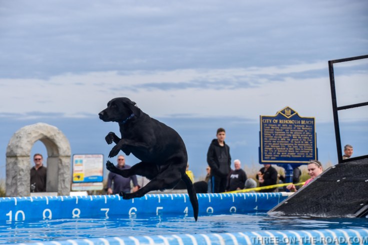 Dog Jump, Rehoboth, DE