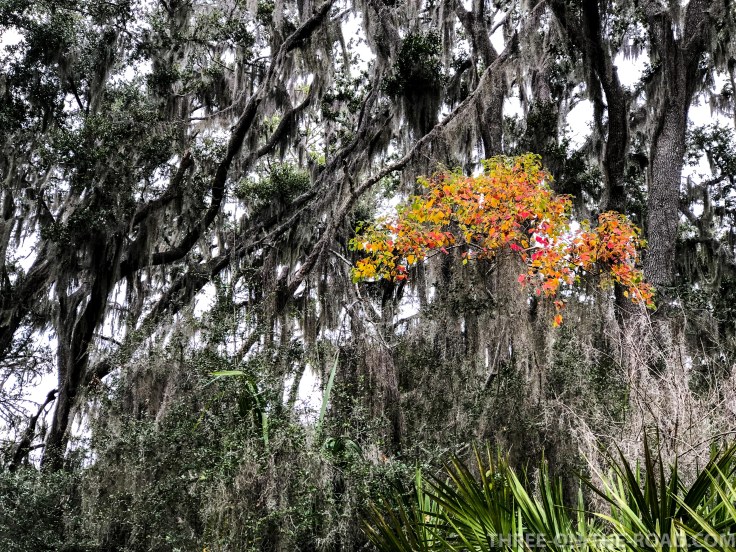 Savannah, Skidaway State Park