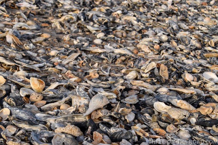 Edisto Beach S.P., SC