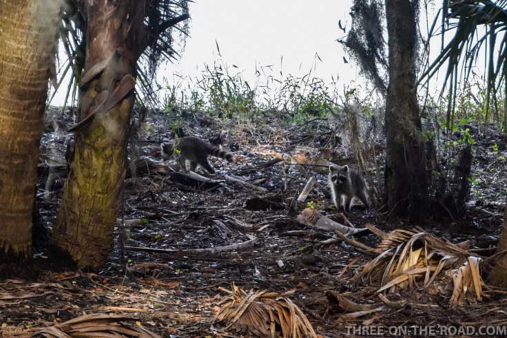 Myakka River S.P., FL
