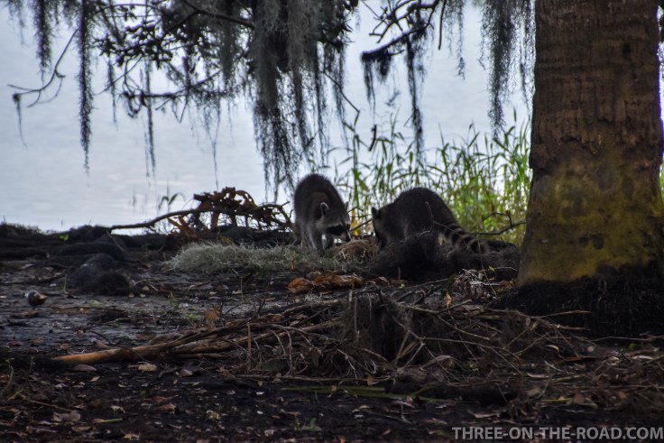 Myakka River S.P., FL