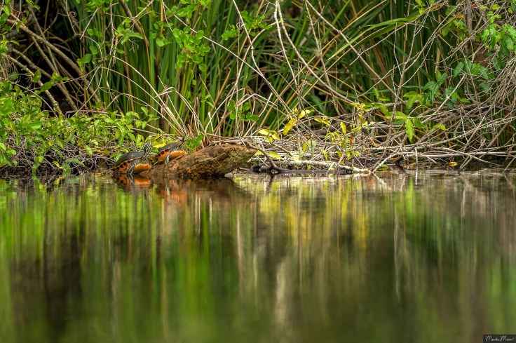 Chokoloskee, Kayak tour