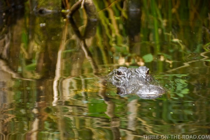 Chokoloskee, Kayak tour