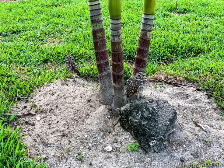 Cape Coral, FL, Owls