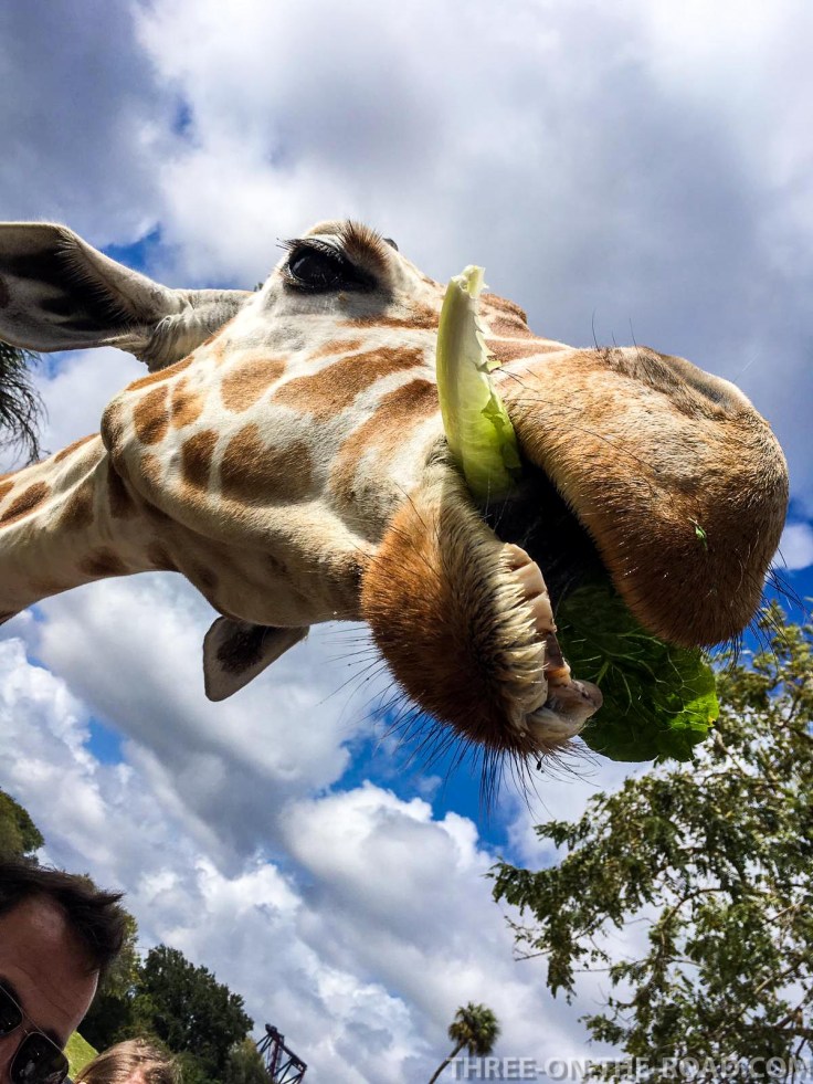 Noah Visit_Bush Gardens