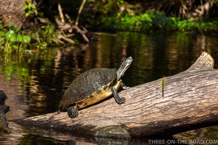 Wekiwa State Park, Orlando, FL