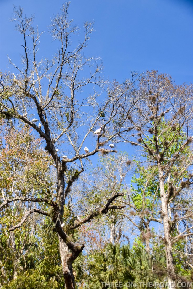 Wekiwa State Park, Orlando, FL