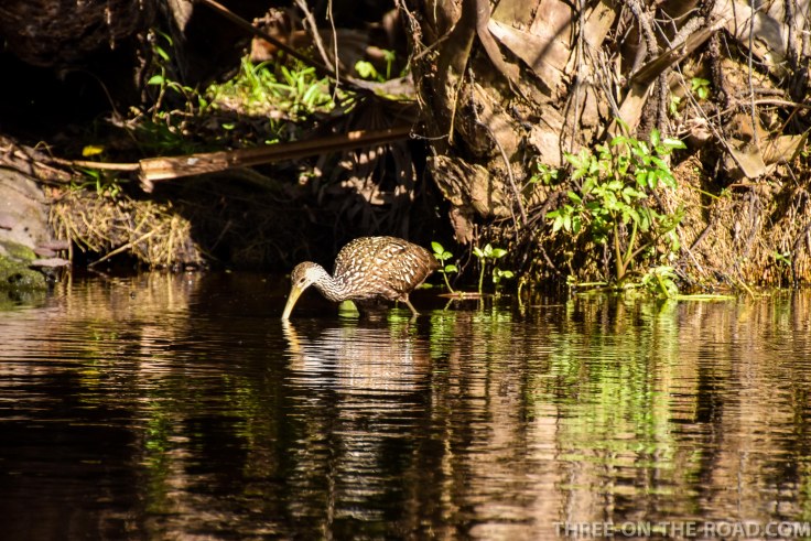 Wekiwa State Park, Orlando, FL