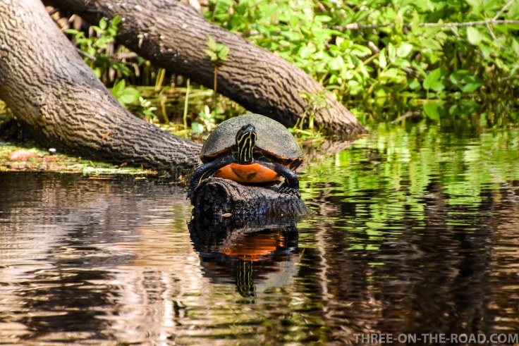 Wekiwa State Park, Orlando, FL