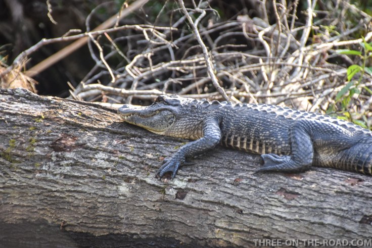Wekiwa State Park, Orlando, FL