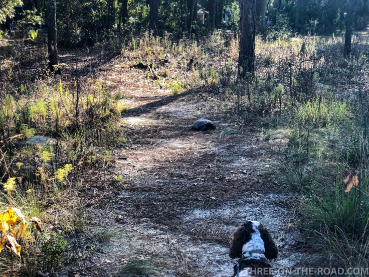 Wekiwa State Park, Orlando, FL