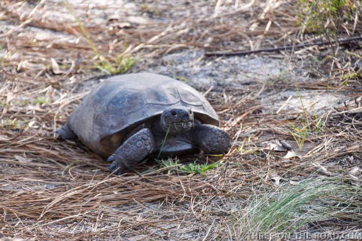 Wekiwa State Park, Orlando, FL