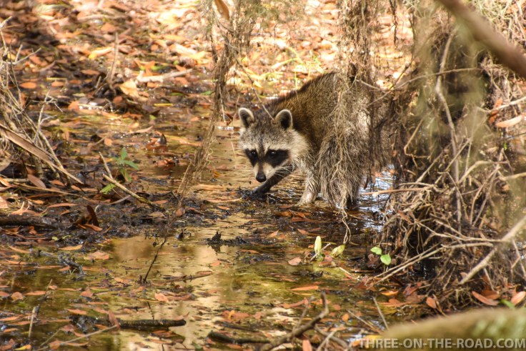 Myakka River S.P., FL