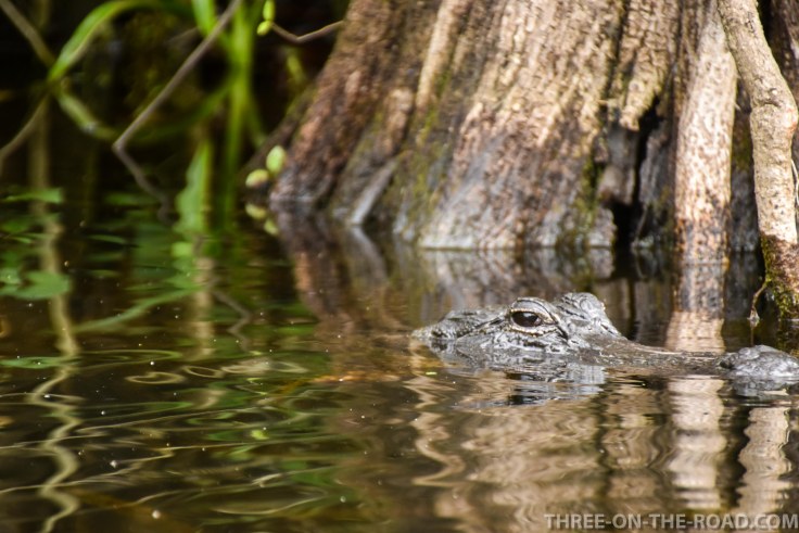 Chokoloskee, Kayak tour